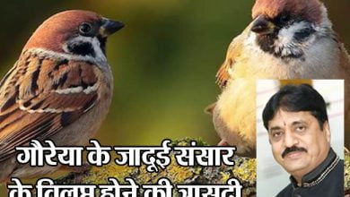 The Tragedy of the Extinction of Sparrow's Magic World